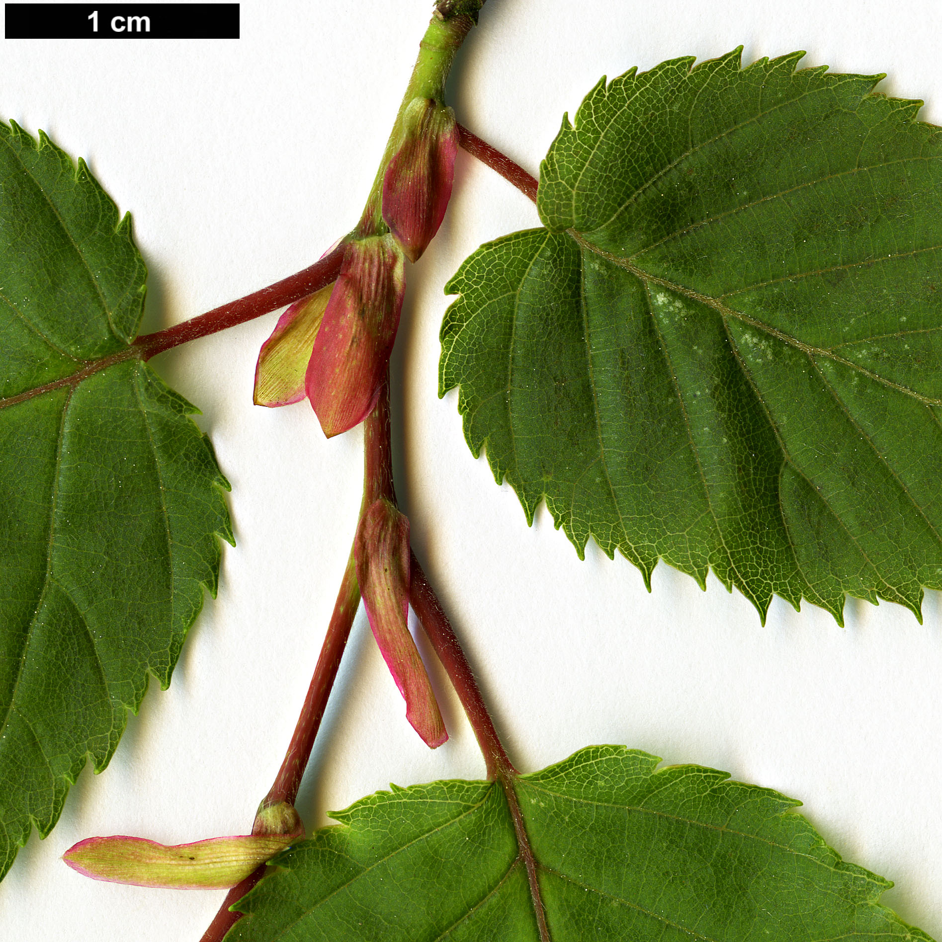 High resolution image: Family: Betulaceae - Genus: Carpinus - Taxon: polyneura